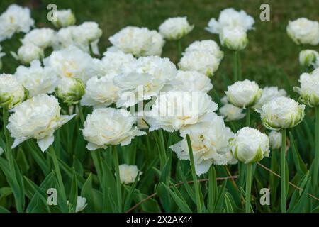 Selektiver Fokus. Weiße Tulipa doppelt gesäumt, Varietät Snow Kristal Stockfoto