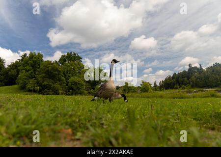 Die zuversichtliche Kanadische Gänse zieht sich über üppiges grünes Feld – vor dem Hintergrund von dichten Bäumen und flauschigen Wolken. Aufgenommen in Toronto, Kanada. Stockfoto