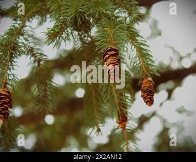 Weiße Fichte mit ihren Kegeln (Picea sitchensis), London, Ontario, Kanada. Stockfoto