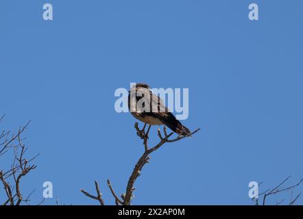 Vertikale Unteransicht des Raptor Chimango Caracara (Daptrius chimango) Vogels, der auf Ästen posiert und in die Ferne blickt Stockfoto