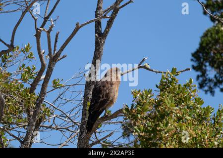 Vertikale Unteransicht des Raptor Chimango Caracara (Daptrius chimango) Vogels, der auf Ästen posiert und in die Ferne blickt Stockfoto