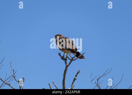 Vertikale Unteransicht des Raptor Chimango Caracara (Daptrius chimango) Vogels, der auf Ästen posiert und in die Ferne blickt Stockfoto