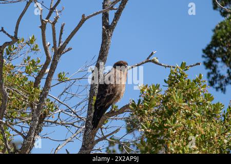 Vertikale Unteransicht des Raptor Chimango Caracara (Daptrius chimango) Vogels, der auf Ästen posiert und in die Ferne blickt Stockfoto