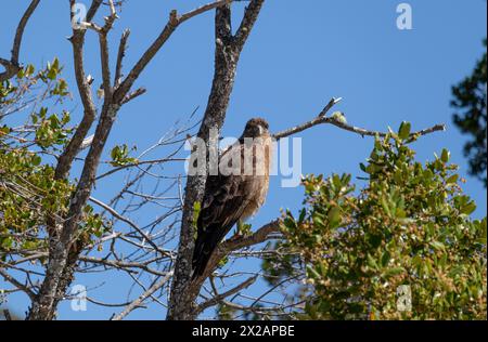 Vertikale Unteransicht des Raptor Chimango Caracara (Daptrius chimango) Vogels, der auf Ästen posiert und in die Ferne blickt Stockfoto