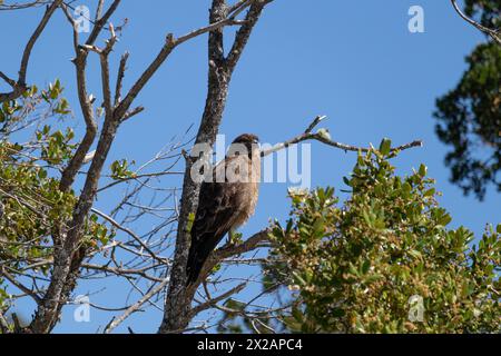 Vertikale Unteransicht des Raptor Chimango Caracara (Daptrius chimango) Vogels, der auf Ästen posiert und in die Ferne blickt Stockfoto