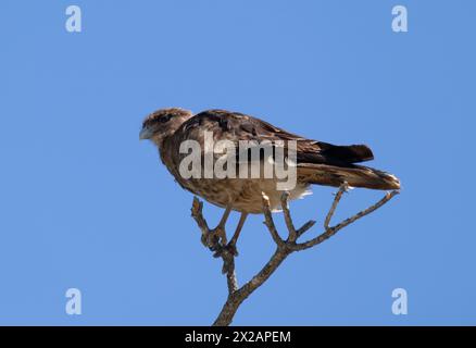 Vertikale Unteransicht des Raptor Chimango Caracara (Daptrius chimango) Vogels, der auf Ästen posiert und in die Ferne blickt Stockfoto