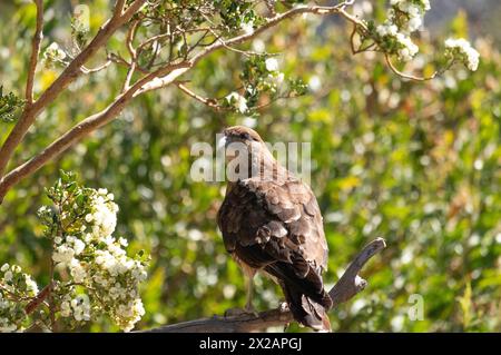 Vertikale Unteransicht des Raptor Chimango Caracara (Daptrius chimango) Vogels, der auf Ästen posiert und in die Ferne blickt Stockfoto