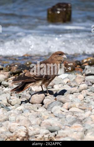 Vertikales Porträt von Chimango Caracara (Daptrius chimango) Vogel, der am felsigen Ufer spaziert und nach Nahrung sucht Stockfoto