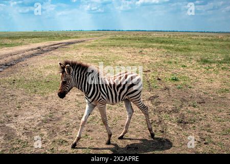 Baby-Zebra in der Wildnis. Zebra in der Steppe. Zebrastreifen. Stockfoto