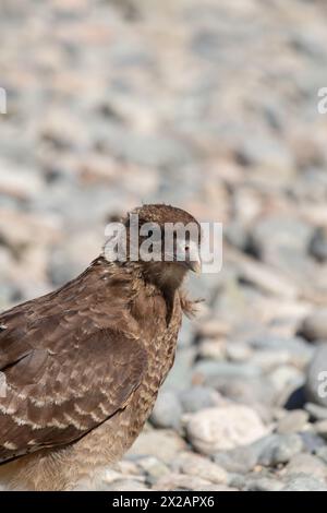 Vertikales Porträt von Chimango Caracara (Daptrius chimango) Vogel, der am felsigen Ufer spaziert und nach Nahrung sucht Stockfoto