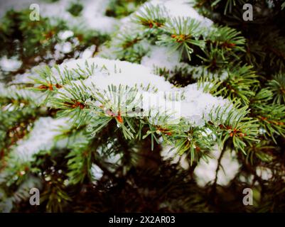 Kaukasische Tanne (Abies nordmanniana) mit schneebedeckten männlichen Kegeln, London, Ontario, Kanada. Stockfoto