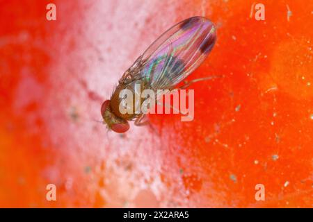 Drosophila suzukii, gemeinhin als Fleckenflügel drosophila, Kirsche drosophila oder SWD bezeichnet. Es ist eine Fruchtfliege, ein ernster Schädling von weichen Früchten. Stockfoto