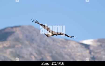 Vogel, der von der Kamera wegfliegt, mit einer Bergkette als Hintergrund Stockfoto