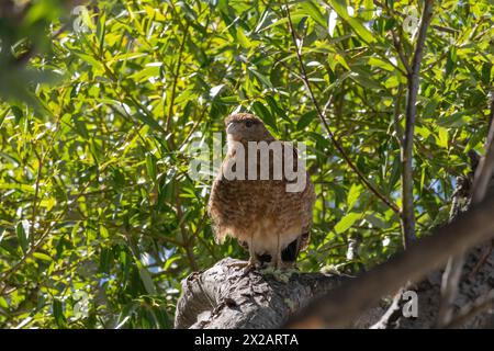 Horizontales Porträt des Chimango Caracara (Daptrius chimango) Vogels, der spaziert und nach Nahrung sucht, mit Pflanzenhintergrund Stockfoto