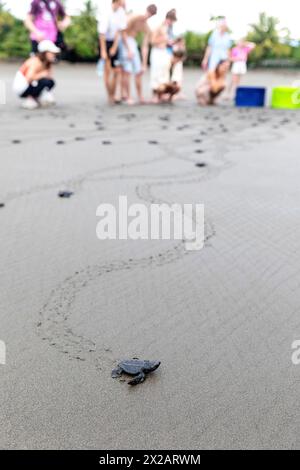 Touristen, die Baby Olive ridley Schildkröten (Lepidochelys olivacea) oder Laura Schildkröten beobachten, die den Strand verlassen, wo sie geschlüpft sind, Isla Damas, Costa rica Stockfoto