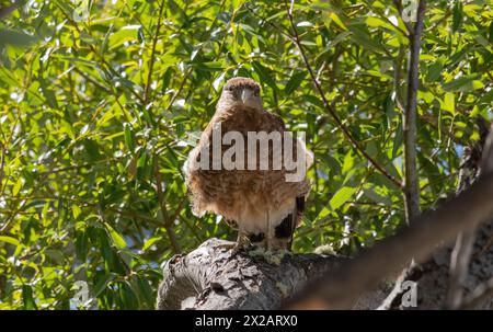 Horizontales Porträt des Chimango Caracara (Daptrius chimango) Vogels, der spaziert und nach Nahrung sucht, mit Pflanzenhintergrund Stockfoto