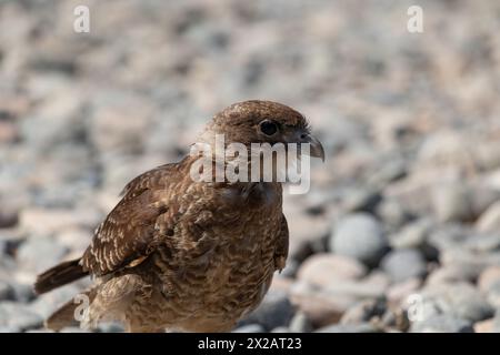 Horizontales Porträt des Chimango Caracara (Daptrius chimango) Vogels, der am felsigen Ufer nach Nahrung sucht Stockfoto