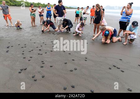 Touristen beobachten Baby-Olive-ridley-Schildkröten (Lepidochelys olivacea), Laura-Schildkröten, nachdem sie zurück ins Meer gebracht wurden, Damas Insel, Costa rica Stockfoto