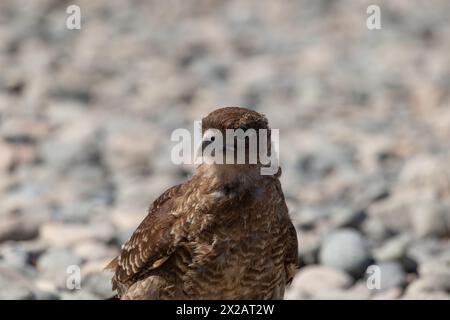 Horizontales Porträt des Chimango Caracara (Daptrius chimango) Vogels, der am felsigen Ufer nach Nahrung sucht Stockfoto