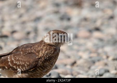 Horizontales Porträt des Chimango Caracara (Daptrius chimango) Vogels, der am felsigen Ufer nach Nahrung sucht Stockfoto