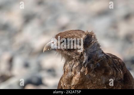 Horizontales Porträt des Chimango Caracara (Daptrius chimango) Vogels, der am felsigen Ufer nach Nahrung sucht Stockfoto