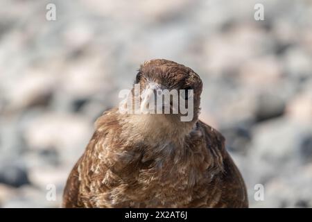 Horizontales Porträt des Chimango Caracara (Daptrius chimango) Vogels, der am felsigen Ufer nach Nahrung sucht Stockfoto