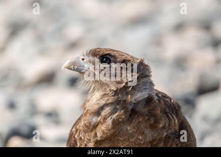 Horizontales Porträt des Chimango Caracara (Daptrius chimango) Vogels, der am felsigen Ufer nach Nahrung sucht Stockfoto