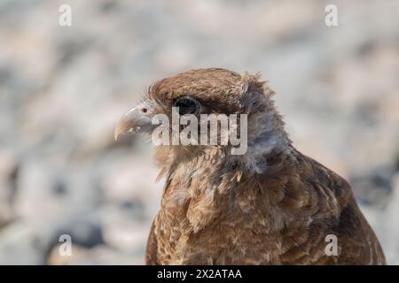 Horizontales Porträt des Chimango Caracara (Daptrius chimango) Vogels, der am felsigen Ufer nach Nahrung sucht Stockfoto