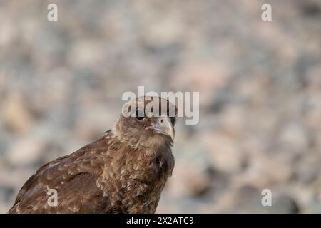 Horizontales Porträt des Chimango Caracara (Daptrius chimango) Vogels, der am felsigen Ufer nach Nahrung sucht Stockfoto