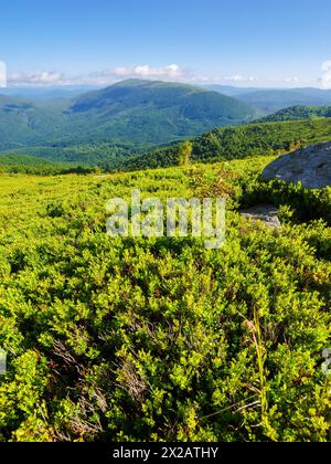 Kaprathische Berglandschaft im Sommer. Grüne Wiesen und bewaldete Hügel des ukrainischen Berglandes an einem sonnigen Morgen Stockfoto