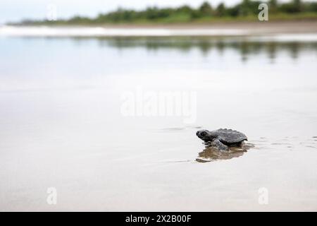 Baby Olive ridley Schildkröten (Lepidochelys olivacea) oder Laura Schildkröten verlassen langsam den Strand, wo sie auf der Insel Isla Damas in Costa rica geschlüpft sind Stockfoto