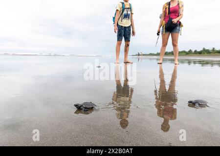 Touristen beobachten Baby Olive ridley Schildkröten (Lepidochelys olivacea), Laura Schildkröten verlassen den Strand, wo sie schlüpfen, Isla Damas Insel, Costa rica Stockfoto