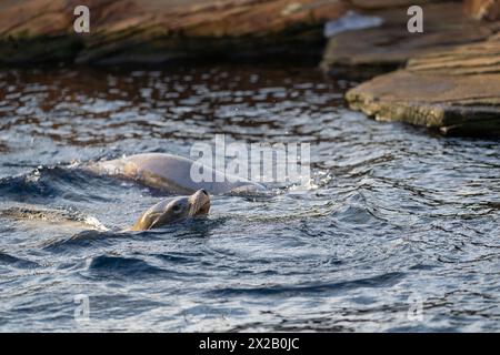 Der verspielte kalifornische Seelöwe (Zalophus californianus) schwimmt im Wasser. Stockfoto