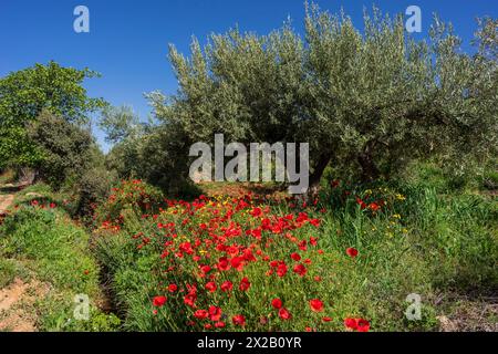 Mohnblumen im Olivenhain, Dorf Salobre, Sierra de Alcaraz, Provinz Albacete, Castilla-La Mancha, Spanien Stockfoto