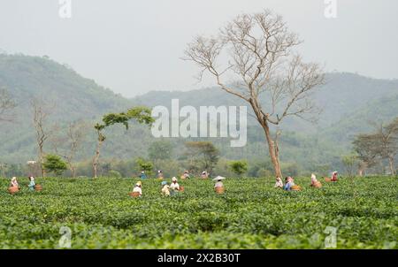 20. April 2024: Bokakhat, Indien. 20. April 2024. Frauen, die Teepupfer pflücken, auf einem Teegut in Bokakhat, Assam, Indien. Die Teeindustrie in Assam ist ein wichtiger und integraler Bestandteil der weltweiten Teeproduktion und ein wichtiger Akteur in der indischen Wirtschaft. Assam, im Nordosten Indiens gelegen, ist eine der größten Teeproduzenten der Welt, vor allem bekannt für seinen Assam-Tee, einen schwarzen Tee, der für seinen Körper, seine Frische, seinen Malzgeschmack und seine starke, helle Farbe bekannt ist. (Kreditbild: © David Talukdar/ZUMA Press Wire) NUR REDAKTIONELLE VERWENDUNG! Nicht für kommerzielle ZWECKE! Stockfoto