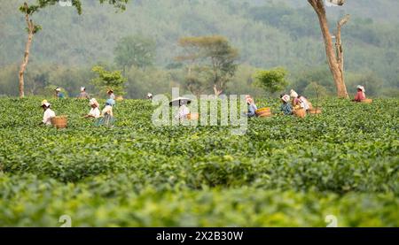 20. April 2024: Bokakhat, Indien. 20. April 2024. Frauen, die Teepupfer pflücken, auf einem Teegut in Bokakhat, Assam, Indien. Die Teeindustrie in Assam ist ein wichtiger und integraler Bestandteil der weltweiten Teeproduktion und ein wichtiger Akteur in der indischen Wirtschaft. Assam, im Nordosten Indiens gelegen, ist eine der größten Teeproduzenten der Welt, vor allem bekannt für seinen Assam-Tee, einen schwarzen Tee, der für seinen Körper, seine Frische, seinen Malzgeschmack und seine starke, helle Farbe bekannt ist. (Kreditbild: © David Talukdar/ZUMA Press Wire) NUR REDAKTIONELLE VERWENDUNG! Nicht für kommerzielle ZWECKE! Stockfoto