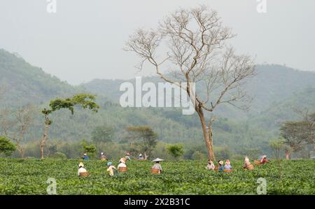 20. April 2024: Bokakhat, Indien. 20. April 2024. Frauen, die Teepupfer pflücken, auf einem Teegut in Bokakhat, Assam, Indien. Die Teeindustrie in Assam ist ein wichtiger und integraler Bestandteil der weltweiten Teeproduktion und ein wichtiger Akteur in der indischen Wirtschaft. Assam, im Nordosten Indiens gelegen, ist eine der größten Teeproduzenten der Welt, vor allem bekannt für seinen Assam-Tee, einen schwarzen Tee, der für seinen Körper, seine Frische, seinen Malzgeschmack und seine starke, helle Farbe bekannt ist. (Kreditbild: © David Talukdar/ZUMA Press Wire) NUR REDAKTIONELLE VERWENDUNG! Nicht für kommerzielle ZWECKE! Stockfoto