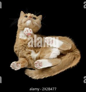 Porträt einer schönen braunen Katze isoliert auf schwarzem Hintergrund, Ansicht von unten, quadratisches Foto. Stockfoto
