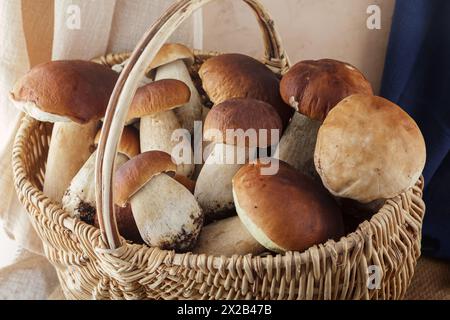 Brauner Kappenboletus in einem Korb. Wilde Pilze. Stockfoto
