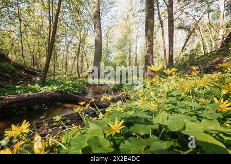 Der sonnige Wald, der im Frühjahr aufwacht, wird von den Sonnenstrahlen beleuchtet und der Boden ist voller gelber Blumen. Stockfoto