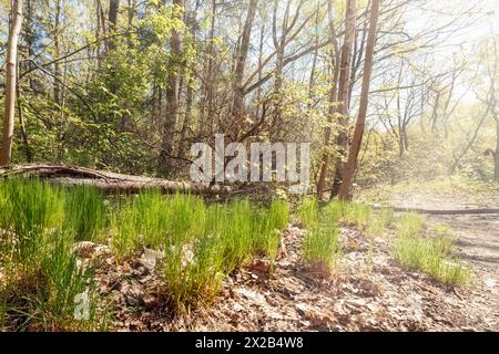 Geheimnisvoller sonniger Ort voller Wurzeln inmitten von Nadel- und Laubbäumen, umgeben von grünem Gras und trockenen braunen Blättern in Girulia Stockfoto