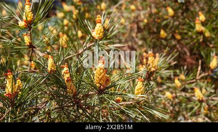 Junge gelbe Tannenzapfen auf langen Trieben. Pinus densiflora Umbraculifera. Stockfoto