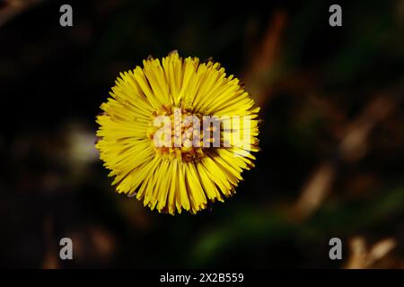 Fohlen (Tussilago farfara), Nahaufnahme einer Blume, Wilnsdorf, Nordrhein-Westfalen, Deutschland, Europa Stockfoto