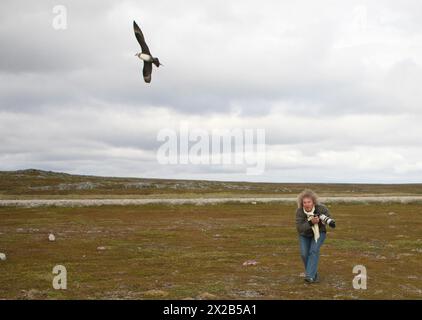 Arktische Skua (Stercorarius parasiticus) greift einen Fotografen in der Tundra in Lappland, Nordnorwegen, Skandinavien an Stockfoto