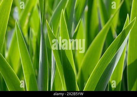 Iris, Blätter gegen das Licht, Nordrhein-Westfalen, Deutschland, Europa Stockfoto