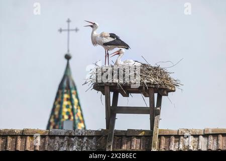 Störche auf einem Dach, Beuren an der Aach, Singen (Hohentwiel), Baden-Württemberg, Deutschland, Europa Stockfoto