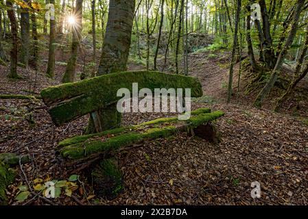 Verwitterte, verfaulte und moosige Bank aus rauen Holzdielen, Herbstlaub, Sonnenstern, Buchenwald, Raumertswald, Vulkan, Vulkan Vogelsberg Stockfoto