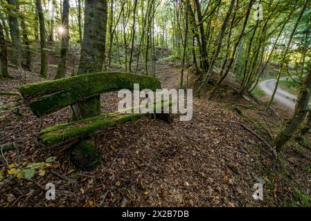 Verwitterte, verfaulte und moosige Bank aus rauen Holzdielen, Herbstlaub, Sonnenstern, Waldweg, Buchenwald, Raumertswald, Vulkan, Vogelsberg Stockfoto