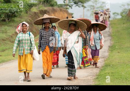 20. April 2024: Bokakhat, Indien. 20. April 2024. Frauen, die Teepupfer pflücken, kehren zurück, nachdem sie Teeblätter auf einem Teegut in Bokakhat, Assam, Indien, gepflückt haben. Die Teeindustrie in Assam ist ein wichtiger und integraler Bestandteil der weltweiten Teeproduktion und ein wichtiger Akteur in der indischen Wirtschaft. Assam, im Nordosten Indiens gelegen, ist eine der größten Teeproduzenten der Welt, vor allem bekannt für seinen Assam-Tee, einen schwarzen Tee, der für seinen Körper, seine Frische, seinen Malzgeschmack und seine starke, helle Farbe bekannt ist. (Kreditbild: © David Talukdar/ZUMA Press Wire) NUR REDAKTIONELLE VERWENDUNG! Nicht für kommerzielle ZWECKE! Stockfoto