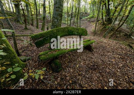 Verwitterte, verfaulte und moosige Bank aus rauen Holzbrettern, Herbstlaub, Hintergrundbeleuchtung, Buchenwald, Raumertswald, Vulkan, Vulkan Vogelsberg Stockfoto